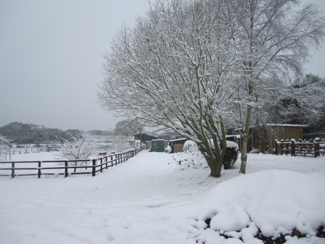 snow pictures 015