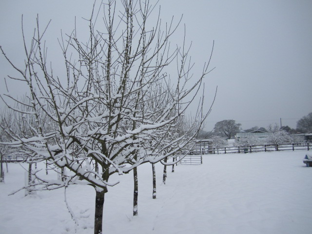snow pictures 020